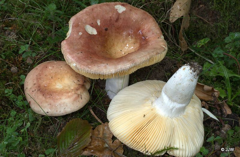 Russula decipiens